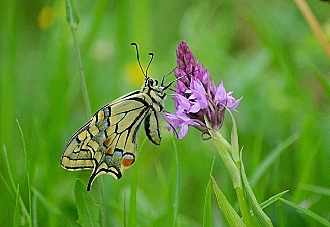 Papilio machaon su Anacamptis pyramidalis